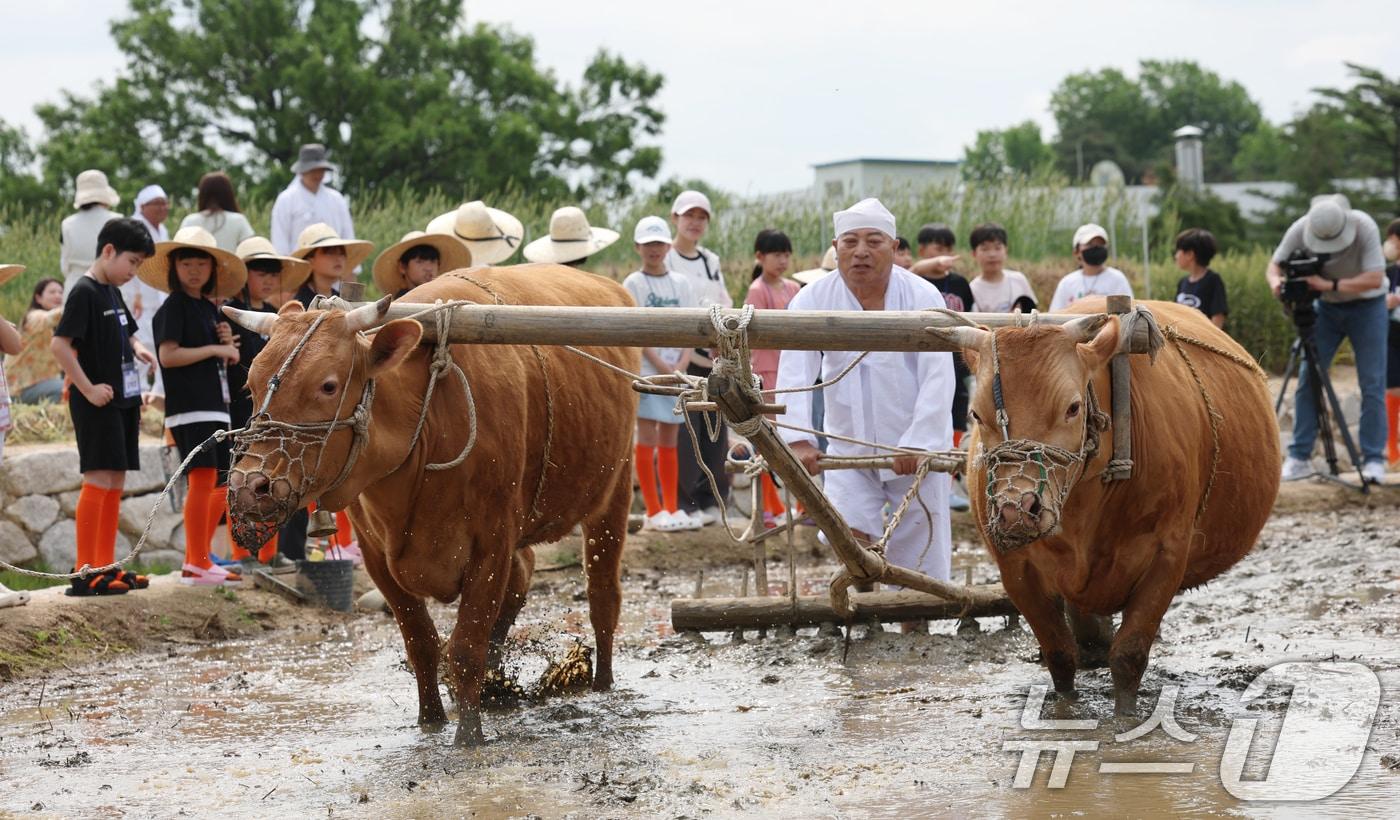 본문 이미지 - 본격적인 농사의 시작을 알리는 절기 소만(小滿)인 21일 오전 경기 수원시 권선구 국립농업박물관에서 열린 '토종벼 전통 손모내기 및 겨릿소 시연' 행사에서 관계자들이 겨릿소 써레질 시연을 하고 있다. 2025.5.21/뉴스1 ⓒ News1 김영운 기자