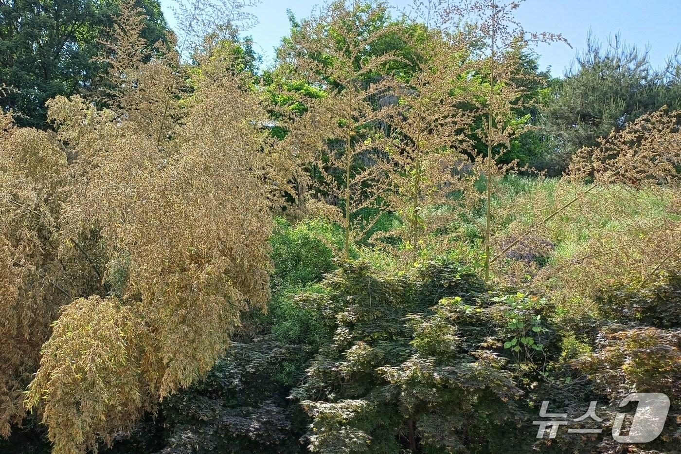 본문 이미지 -  충북 충주 금가면 오석초등학교에 평생에 한 번 보기 힘들다는 대나무꽃이 피어 화제다.(오석초 제공. 재판매 및 DB금지)/뉴스1