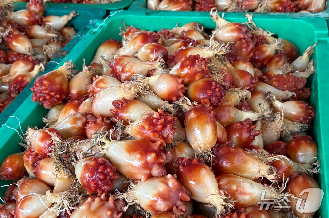 본문 이미지 - 1년산 멍게.2025.05.21/뉴스1 강미영기자