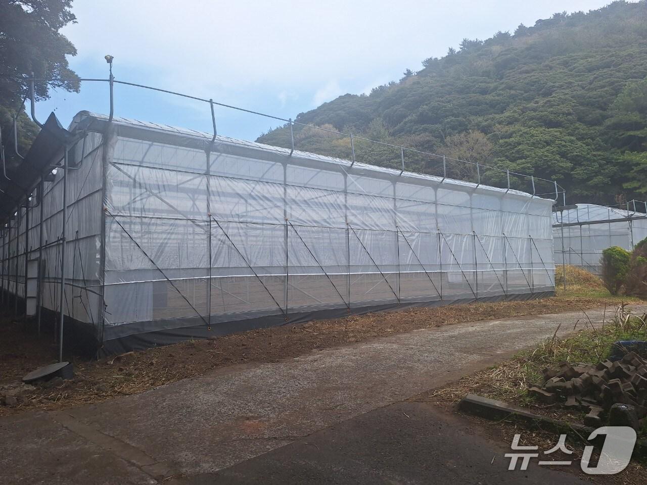 본문 이미지 -  '햇살 담은 돈내코 농장' 비닐하우스(서귀포시 제공)/뉴스1
