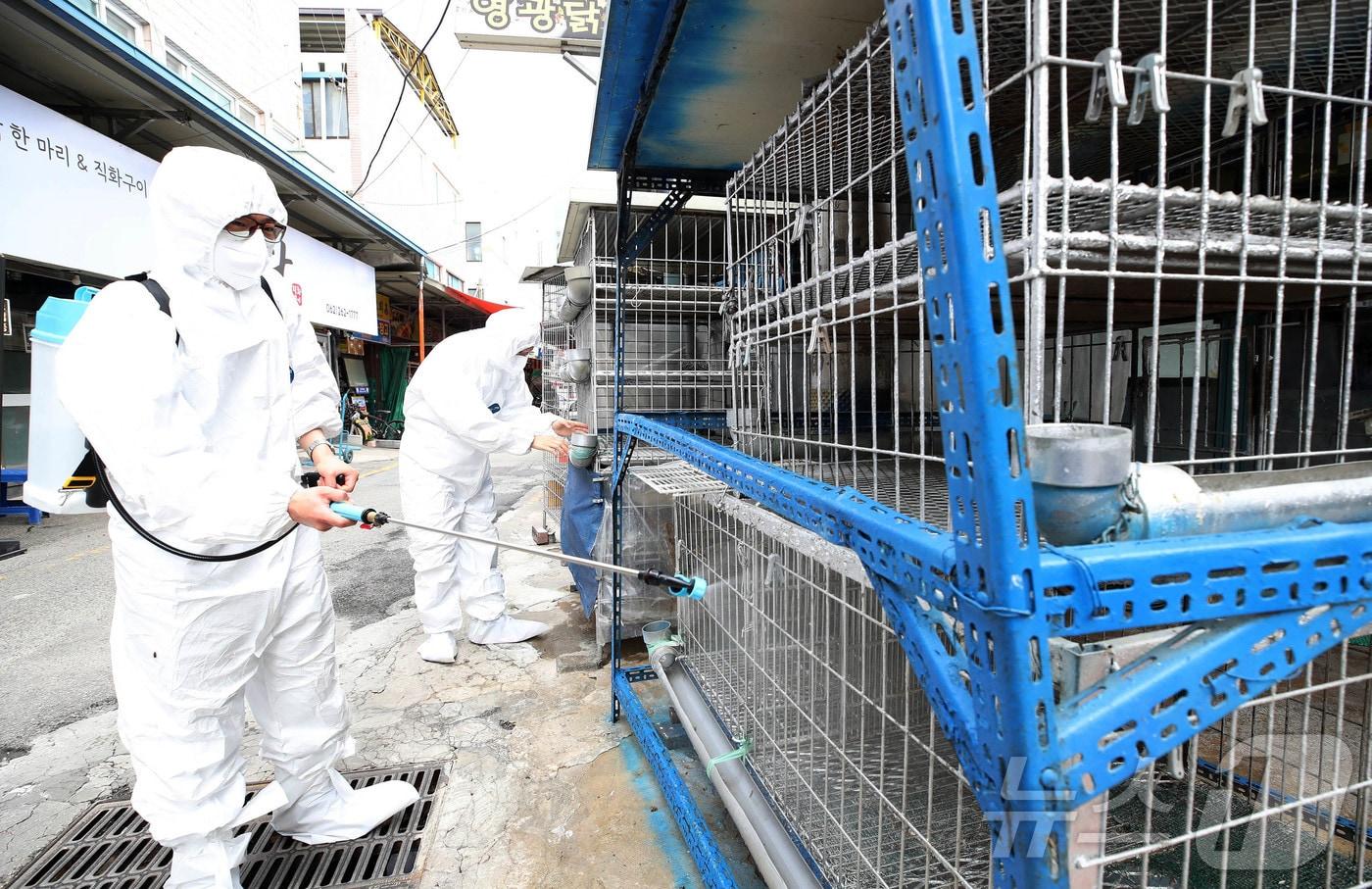 21일 광주 북구청 시장산업과 동물정책팀 직원들이 관내 한 재래시장 닭오리 판매업소에서 조류인플루엔자 예방을 위해 긴급 방역을 실시하고 있다.&#40;광주 북구 제공. 재판매 및 DB 금지&#41; 2025.5.21/뉴스1 ⓒ News1 박지현 기자