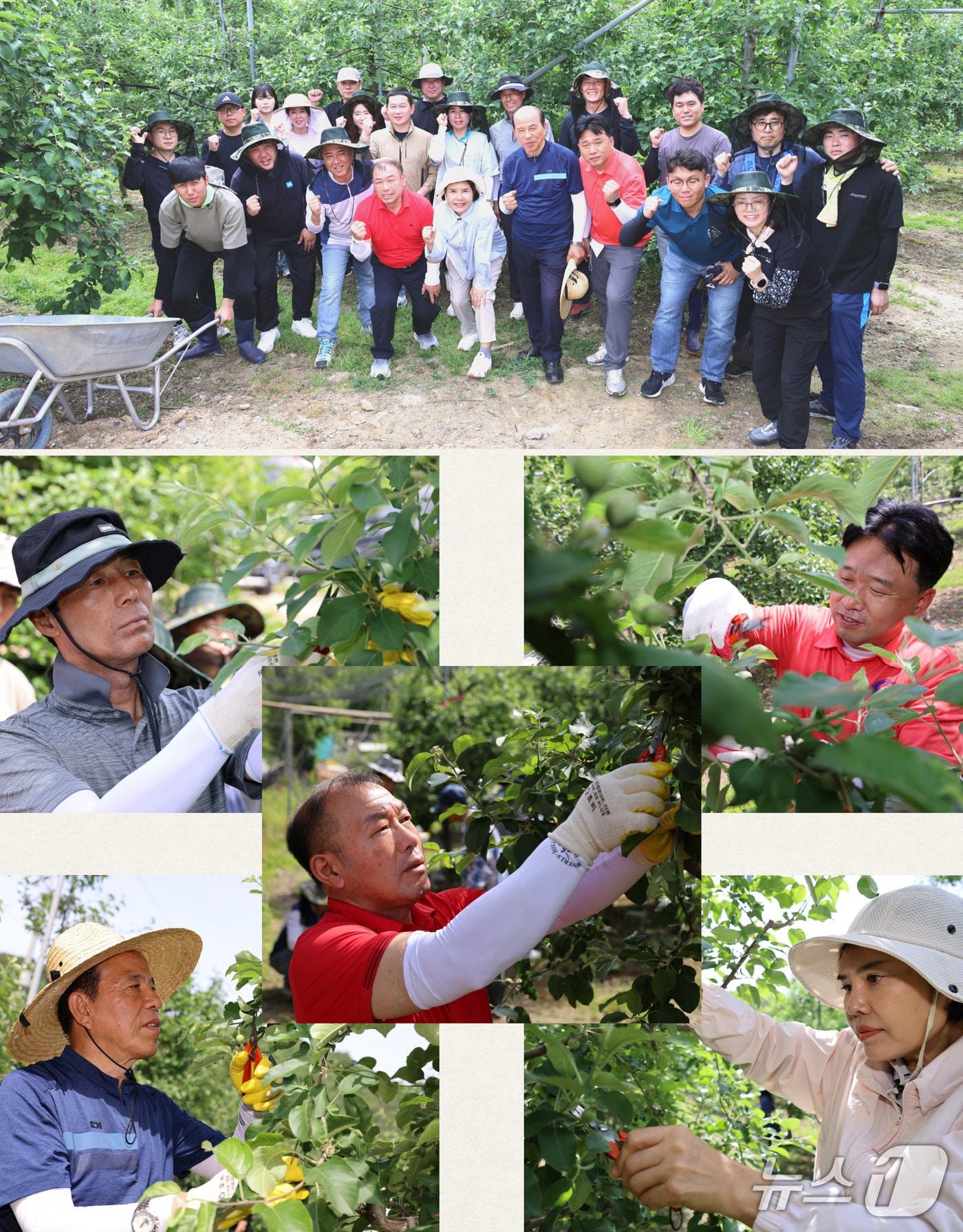 본문 이미지 - 금산군의회가 21일 군북면 사과농가를 찾아 ‘봄철 농촌 일손 돕기’ 봉사활동을 했다. (금산군의회 제공.재판매 및 DB금지)/뉴스1