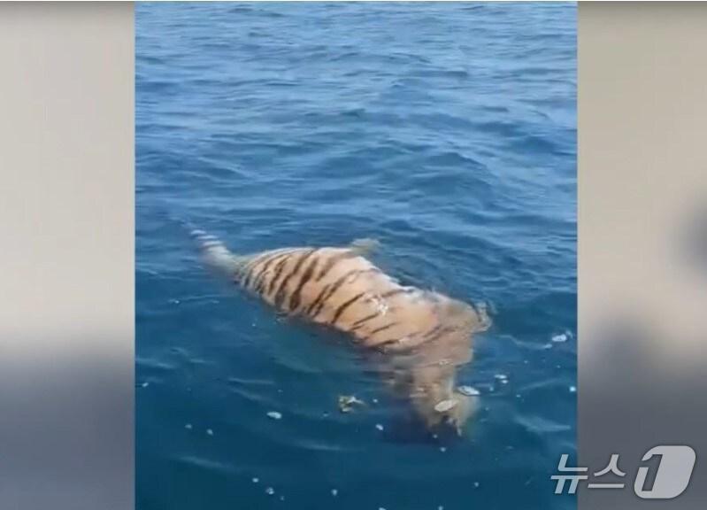 본문 이미지 - 러시아 동부 바다 한복판에서 멸종 위기에 처한 시베리아 호랑이 사체가 발견됐다. 출처: 유튜브 영상 캡처