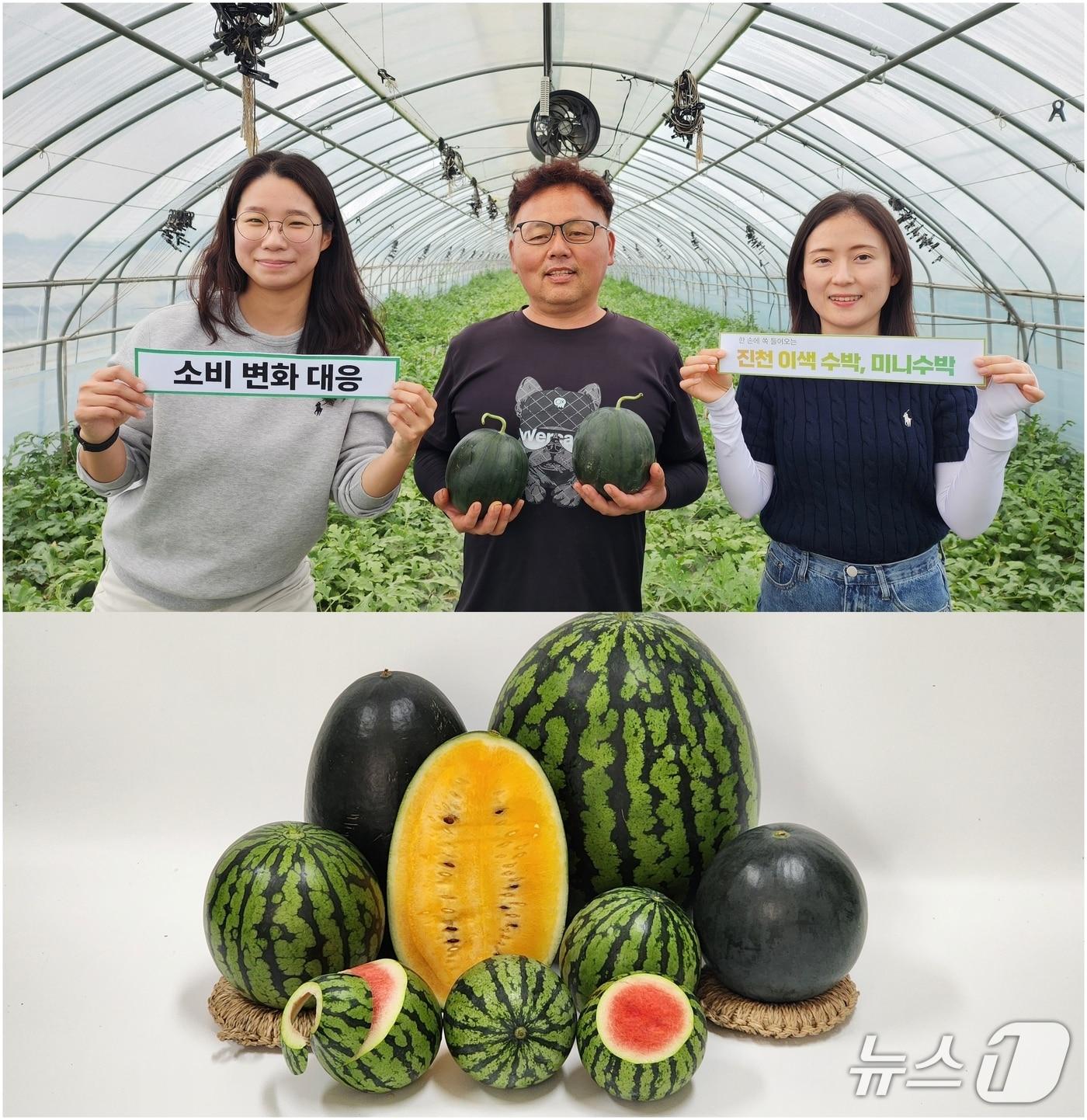 본문 이미지 - 충북 진천군이 전략적으로 재배하는 중소형 수박 출하를 시작했다.(진천군 제공)/뉴스1