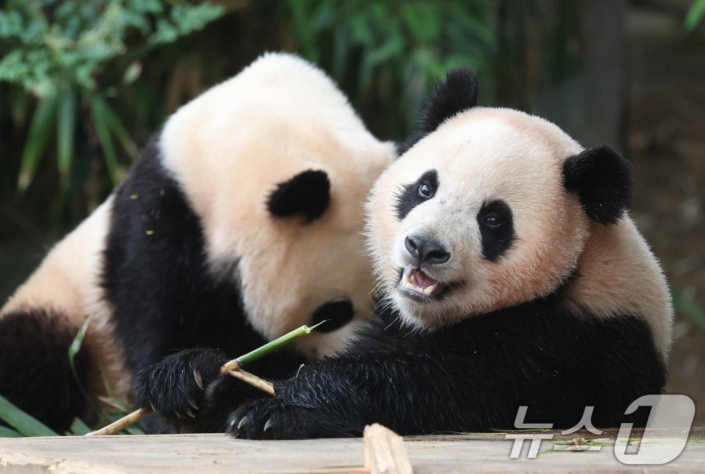 세계 생물다양성의 날인 22일 경기 용인시 처인구 에버랜드 판다월드에서 쌍둥이 아기판다 루이바오·후이바오가 먹이를 먹고 있다. 2025.5.22/뉴스1 ⓒ News1 김영운 기자
