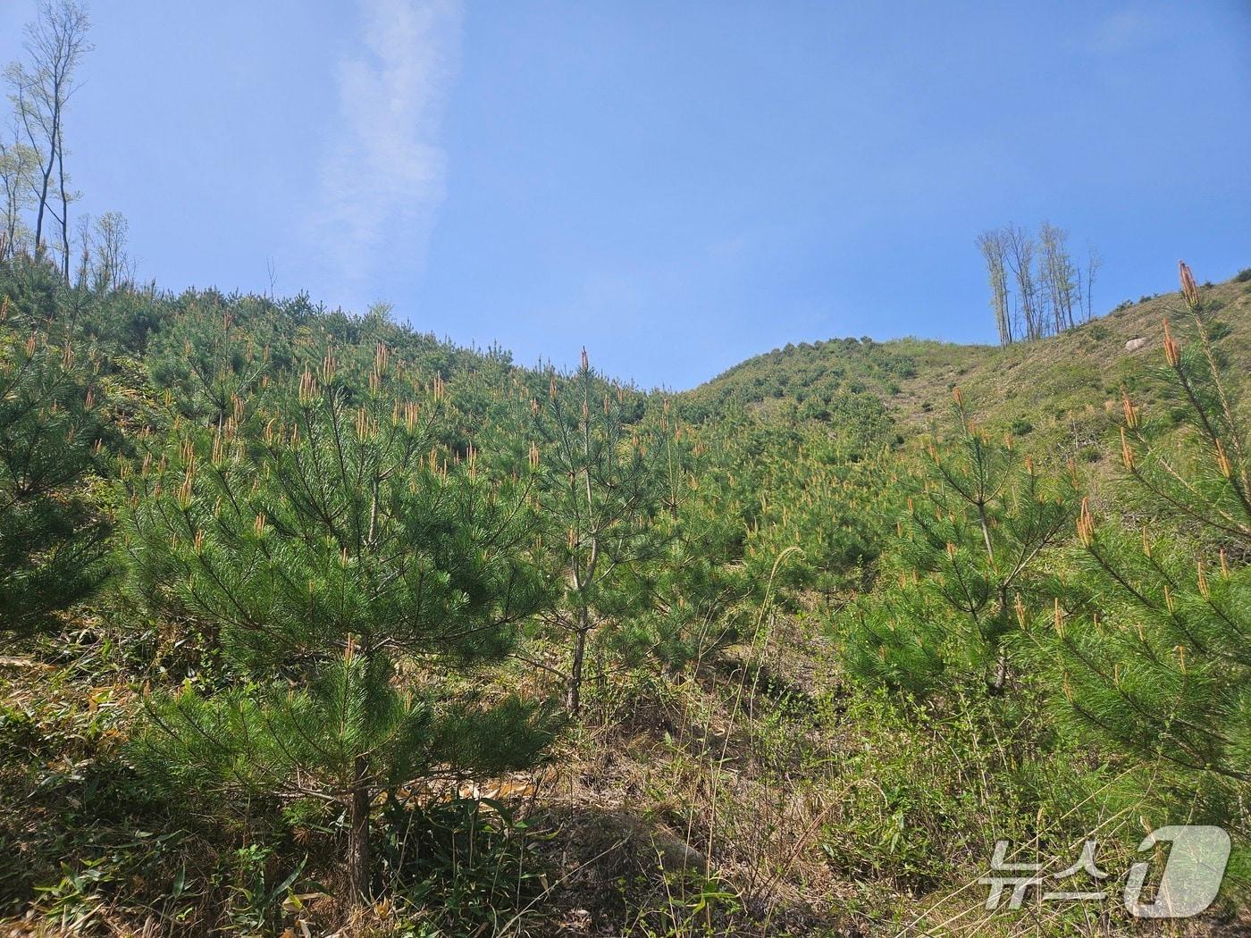 본문 이미지 - 전북 진안군이 올해 33억4400만원을 투입해 총 1803㏊ 규모의 숲가꾸기 사업을 추진한다.(진안군제공. 재판매 및 DB금지)2025.5.22/뉴스1