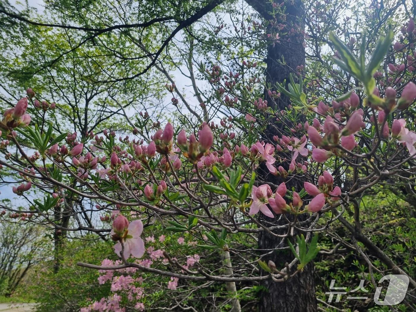 본문 이미지 - 소백산 정상부에 핀 철쭉이 개화를 시작했다.(소백산 국립공원 제공. 재판매 및 DB금지)/뉴스1 