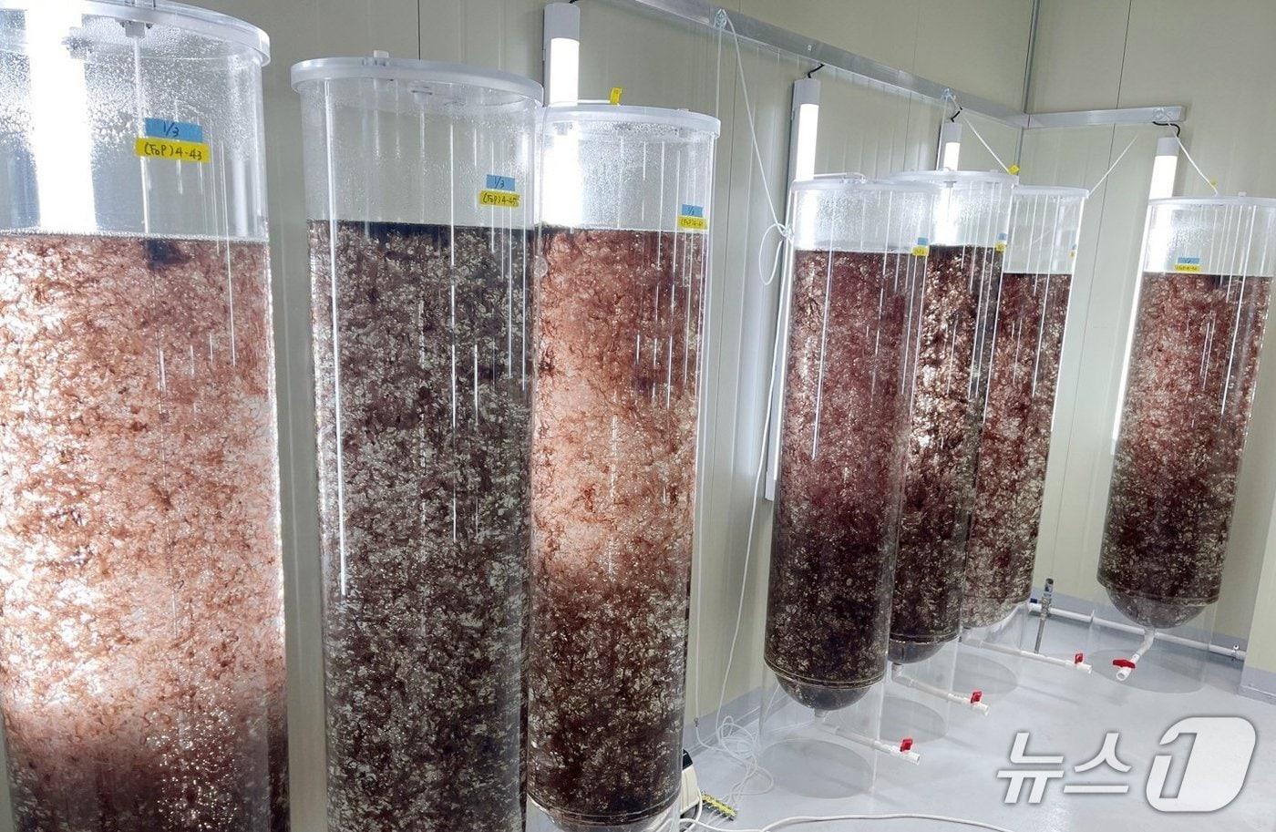 전북자치도 수산기술연구소 내에서 진행 중인 김 종자 배양 기술 개발.&#40;전북자치도 제공. 재판매 및 DB금지&#41;/뉴스1