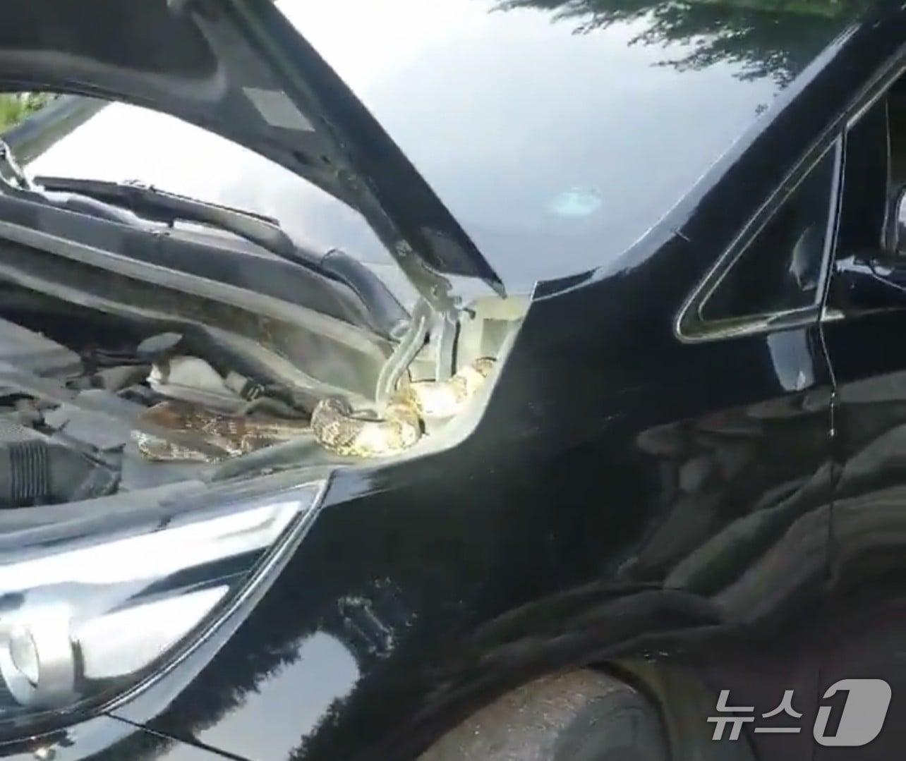 본문 이미지 - 차량에서 발견된 뱀.(사진은 기사 내용과 무관함) / 뉴스1 ⓒ News1