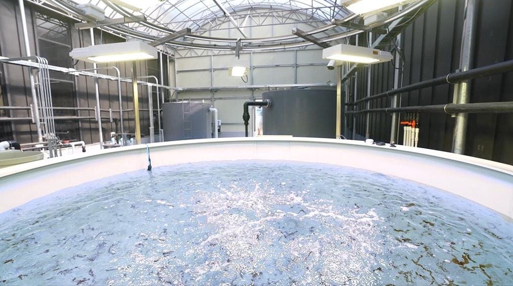 본문 이미지 -  풀무원은 최근 충남 태안에 10톤 규모 수조&#40;사진&#41;를 활용한 실증 연구를 단계적으로 확대하며 타사보다 월등한 육상양식 기술을 실현하고 있다.&#40;풀무원 제공&#41;