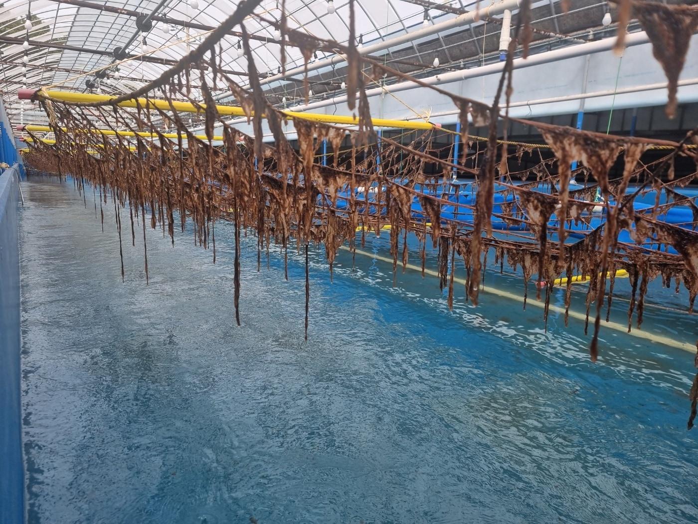 본문 이미지 - 대상, 해수부 &#39;김 육상양식&#39; 기술개발 국책과제 최종 선정 쾌거.&#40;대상 제공&#41;