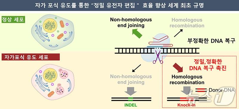 본문 이미지 -  세포 자가포식 유도를 통한 정밀 유전자 편집 효율 향상 원리(화학연 제공) /뉴스1