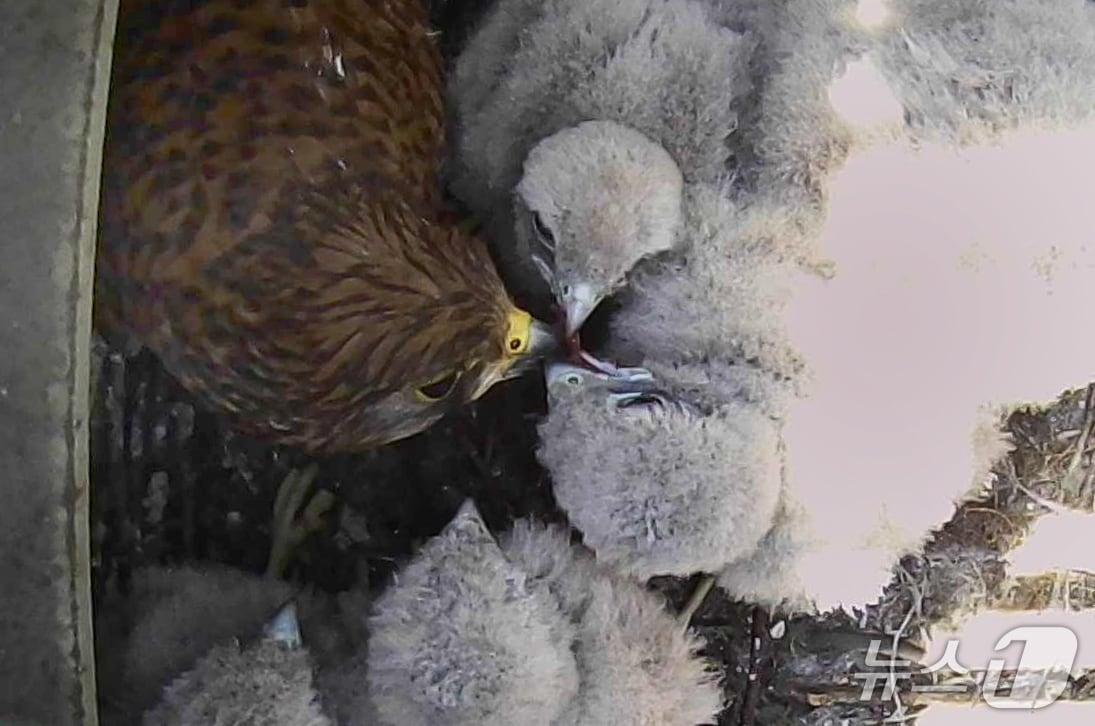 본문 이미지 - 현대제철 당진제철소 화성공장에 천연기념물(제323-8호) 황조롱이가 둥지를 틀고 번식에 성공해 눈길을 끌고 있다. (현대제철 제공.재판매 및 DB금지)2025.5.23/뉴스1