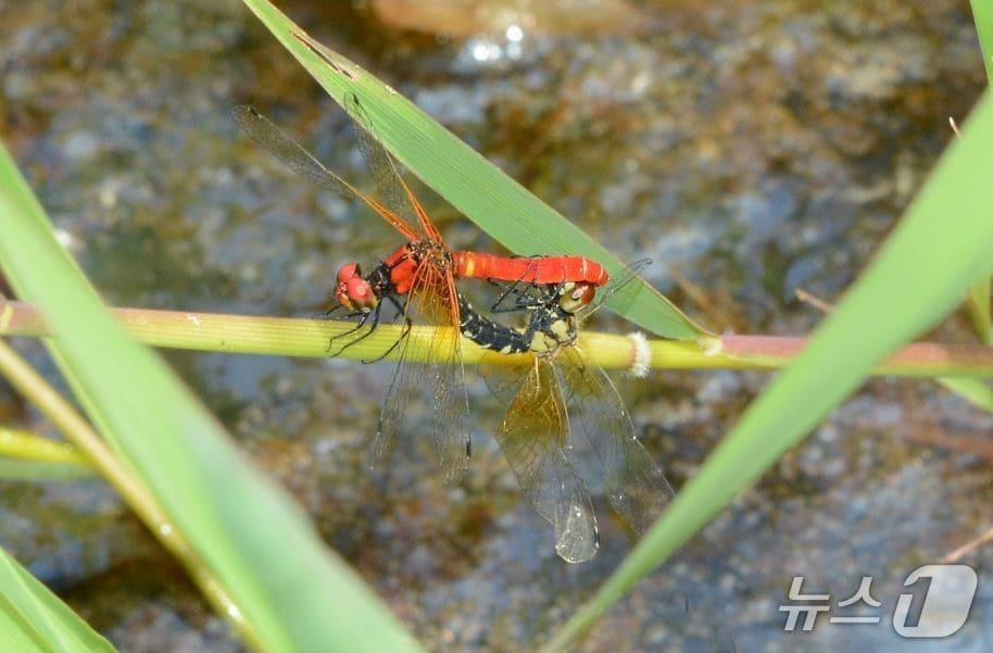 본문 이미지 - 한국꼬마잠자리(Nannophya koreana Bae, 2020) 