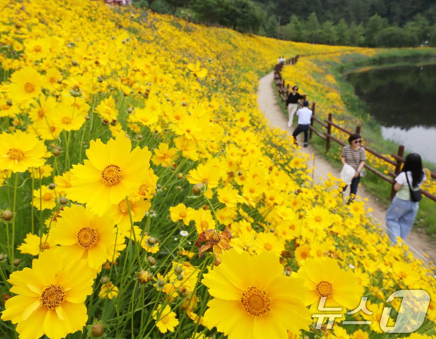 본문 이미지 - 초여름 더위가 한풀 꺾이고 선선한 날씨를 보인 23일 경남 함안군 악양생태공원을 찾은 관광객들이 활짝 핀 금계국을 감상하고 있다. 2025.5.23/뉴스1 ⓒ News1 윤일지 기자