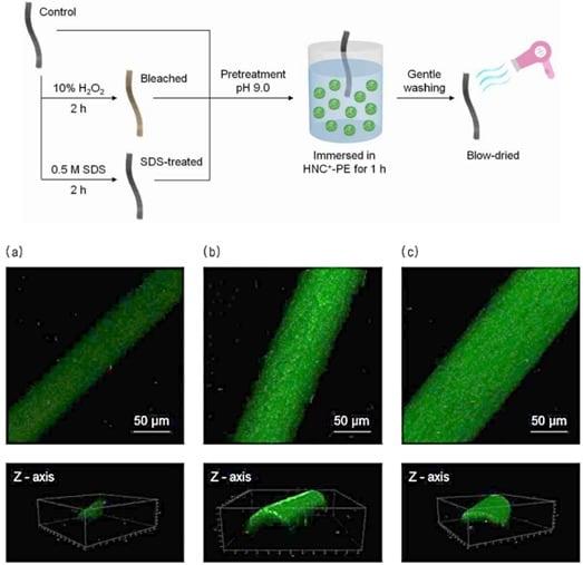 본문 이미지 - 형광 표지된 HAIRSILKEN TM 처리 후, 원료의 모발 흡착도 비교 ((a). 정상모발/ (b). 탈색모발/ (c). 샴푸후 모발) (confocal laser scanning microscopy 사용) / 코스모코스 제공