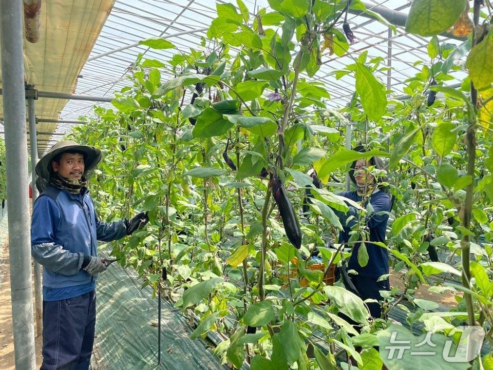 본문 이미지 - 김해의 한 시설하우스에서 일하는 외국인 계절 근로자.&#40;김해시 제공. 재판매 및 DB금지&#41;