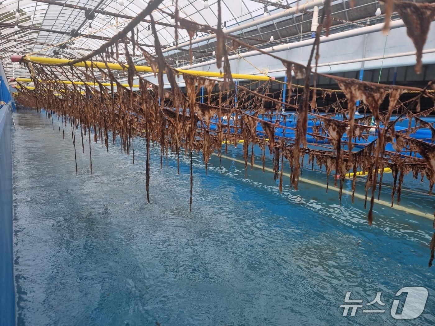 본문 이미지 - 고흥에 위치한 육상 김 양식시설 모습.&#40;전남도 제공. 재판매 및 DB금지&#41; 2025.5.24/뉴스1