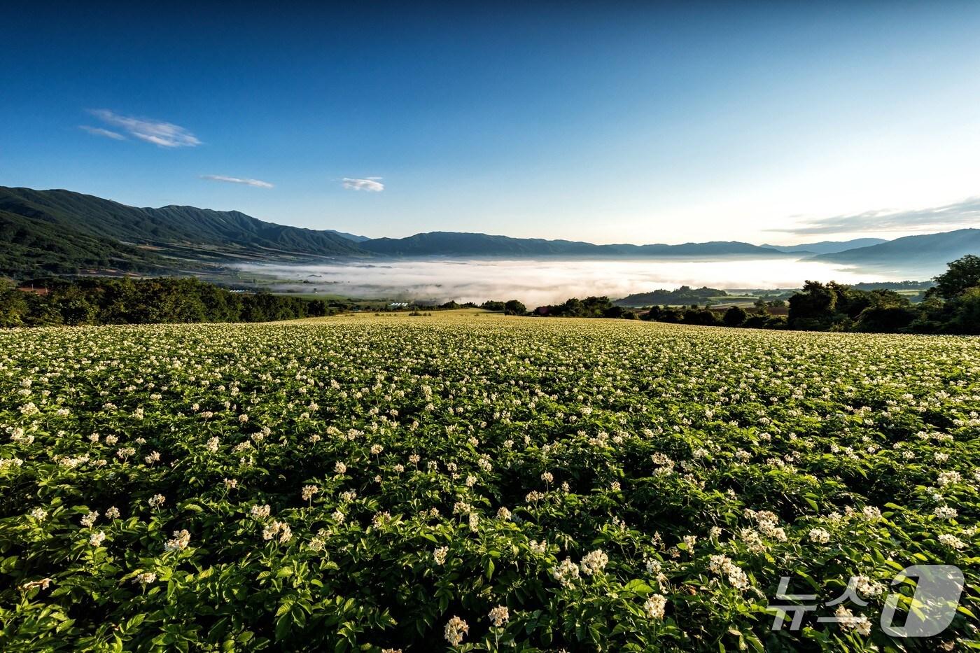 펀치볼 감자꽃&숲길 걷기 구간.(양구군 제공. 재판매 및 DB금지)/뉴스1