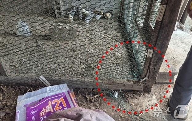 본문 이미지 - 지난 14일 제주시 구좌읍 송당리에 있는 닭장이 들개에 의해 훼손된 모습.(제주도자치경찰단 제공. 재판매 및 DB 금지)