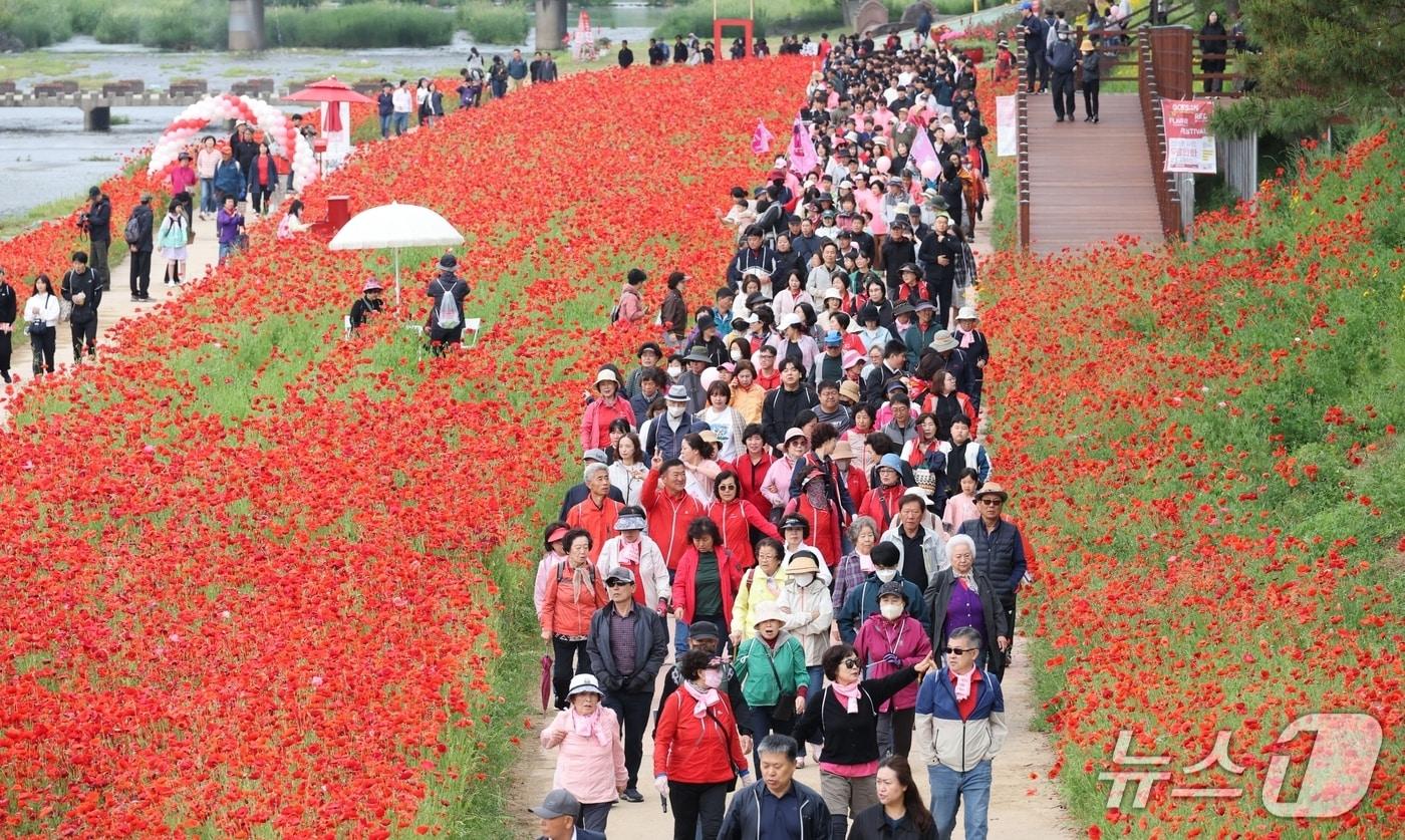 2025빨간맛페스티벌이 펼쳐지고 있는 충북 괴산 동진천이 지난 24일 걷기대회에 참가한 인파로 인산인해다.&#40;괴산군 제공, 재판매 및 DB금지&#41;/뉴스1