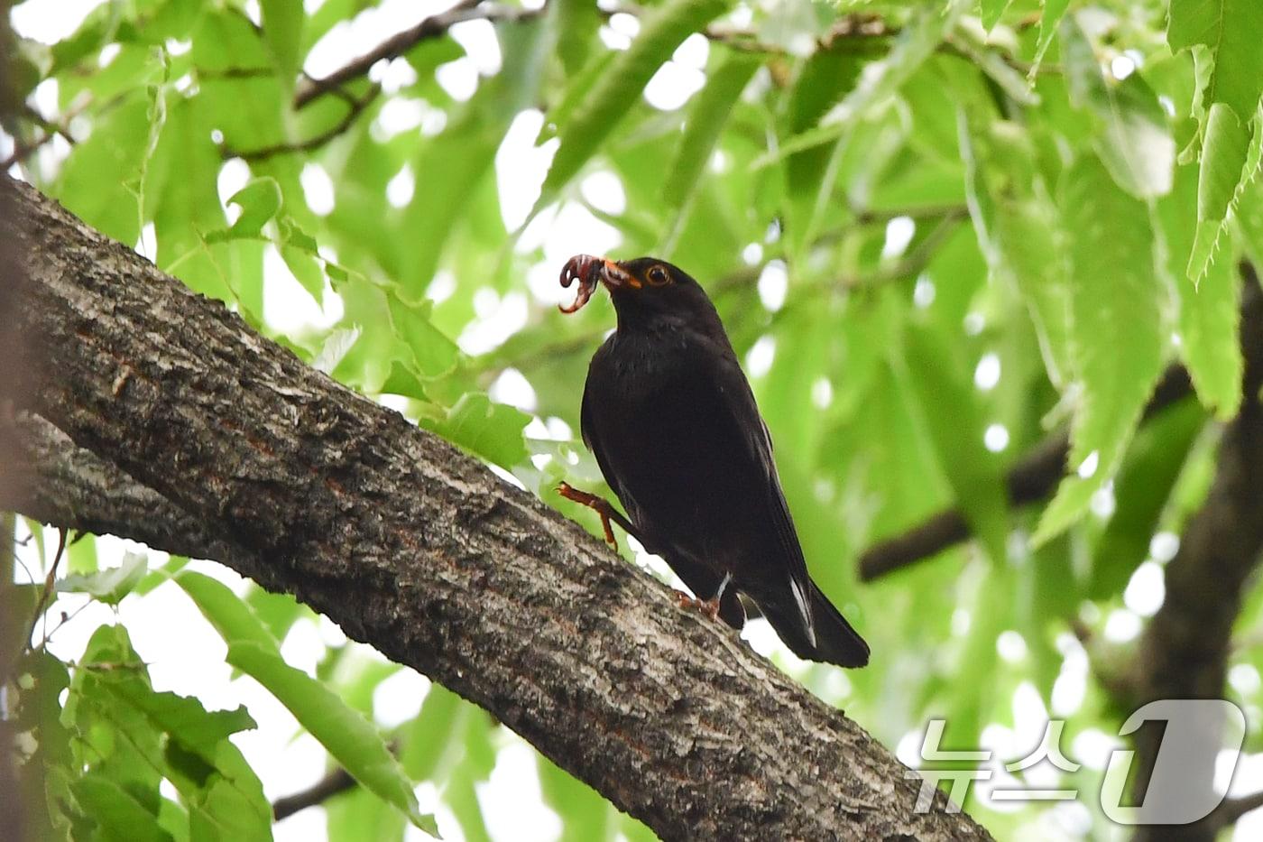 25일 경주 황성공원 숲에 둥지를 튼 대륙검은지빠귀가 먹이를 물어 나르고 있다. 대륙검은지빠귀는 중국에서는 자주 볼 수 있지만 국내에서는 보기 힘든 나그네 새다. 2025.5.25/뉴스1 ⓒ News1 최창호 기자
