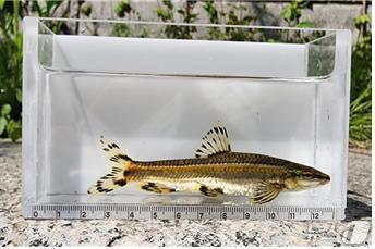 본문 이미지 -  청계천에서 발견된 쉬리.(서울시설공단 제공)