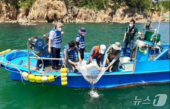 본문 이미지 - 부산시수자원연구소 관계자들이 감성돔 치어를 방류하고 있다.(부산시수자원연구소 제공. 재판매 및 DB 금지)
