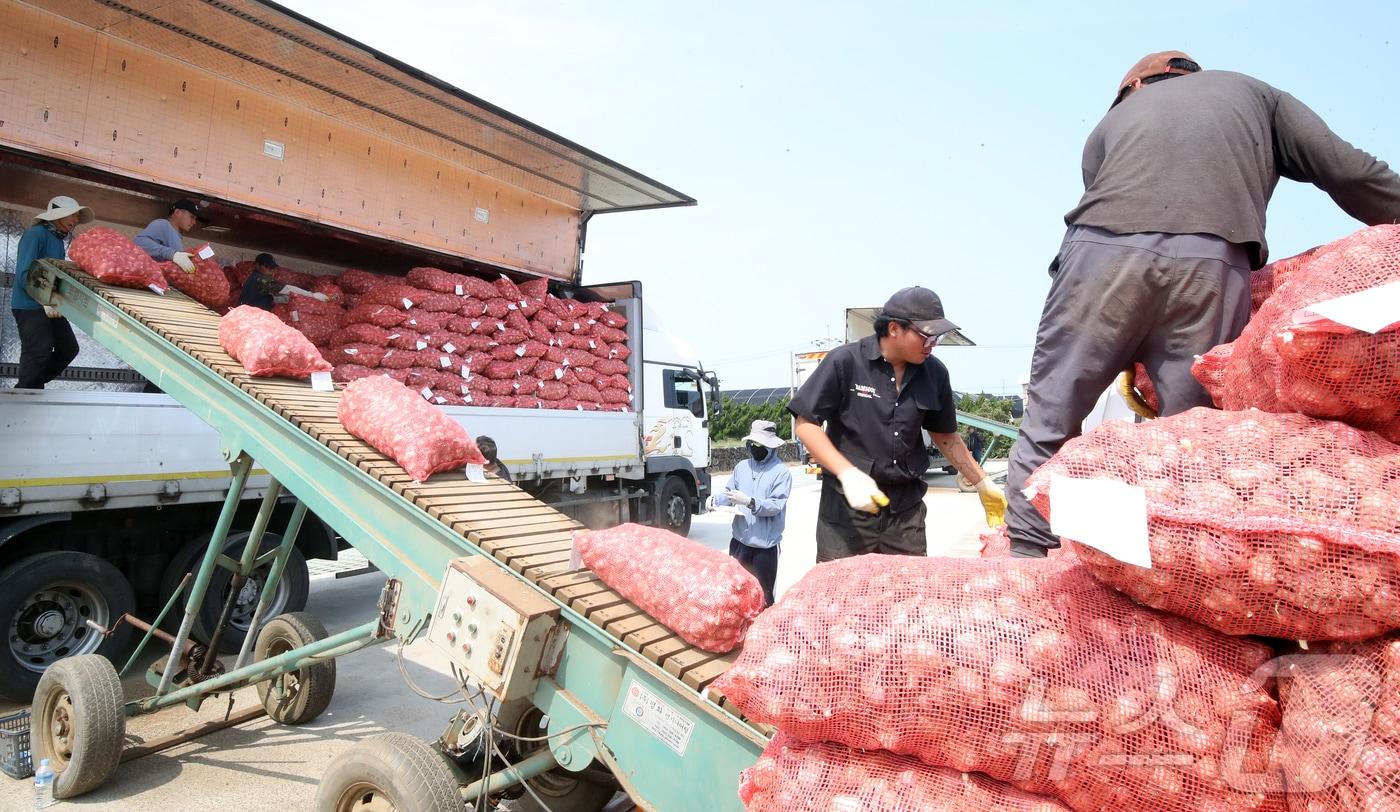 26일 오전 제주 서귀포시 대정농협 유통사업소에서 전국에서 처음으로 올해산 마늘 수매 작업이 이뤄지고 있다. 수매가는 ㎏당 4300원으로 역대 두 번째로 높다. 2025.5.26/뉴스1 ⓒ News1 오미란 기자