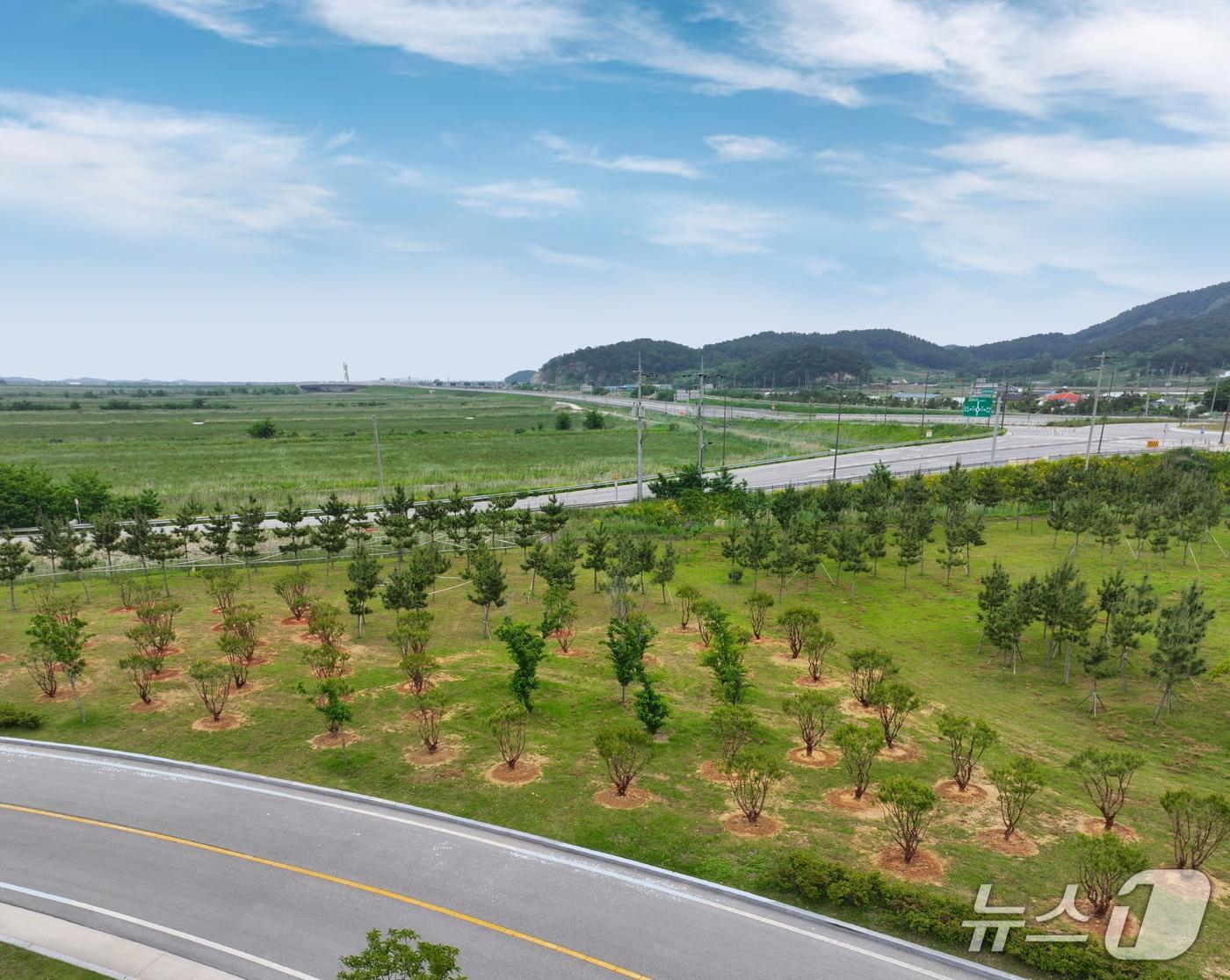 본문 이미지 - 새만금환경생태단지관리단&#40;단장 정주영&#41;은 ㈜하림에서 기부받은 반송 130주를 ESG 기업 협력 기부금을 활용해 생태단지 내에 이식했다.&#40;관리단 제공, 재판매 및 DB금지&#41; 