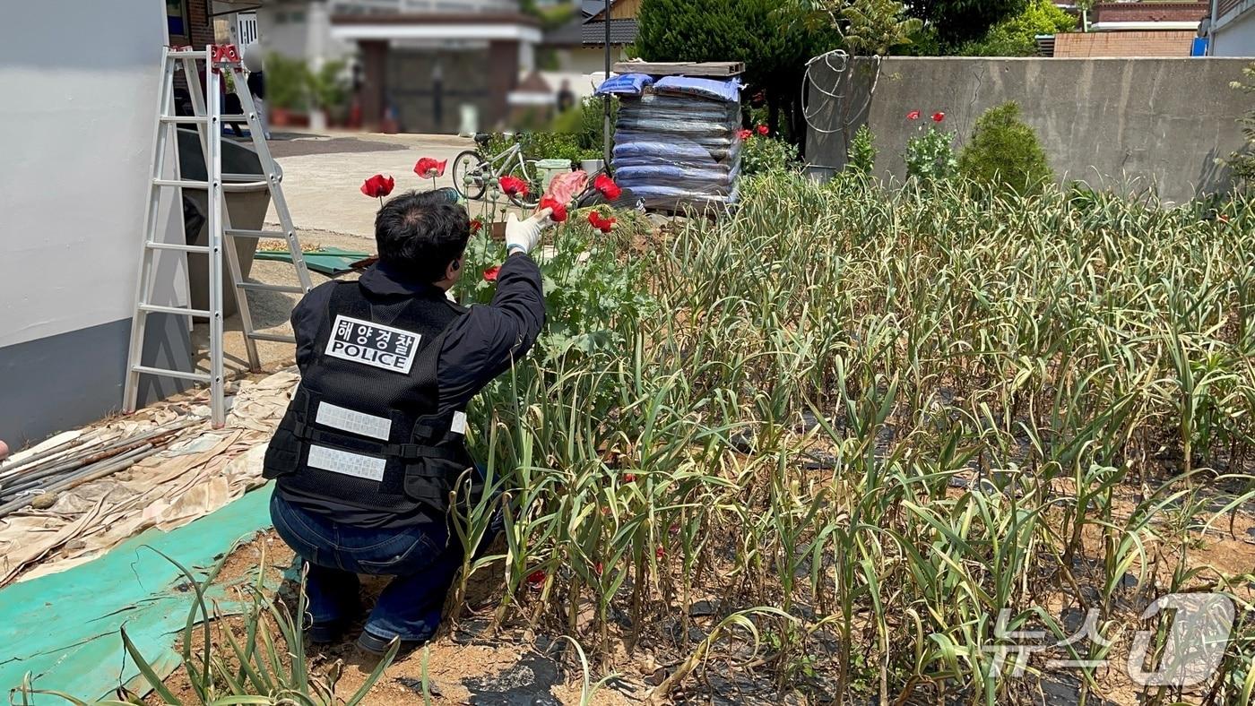 양귀비 불법 재배지를 단속하고 있는 해경.(사천해경 제공. 재판매 및 DB금지)