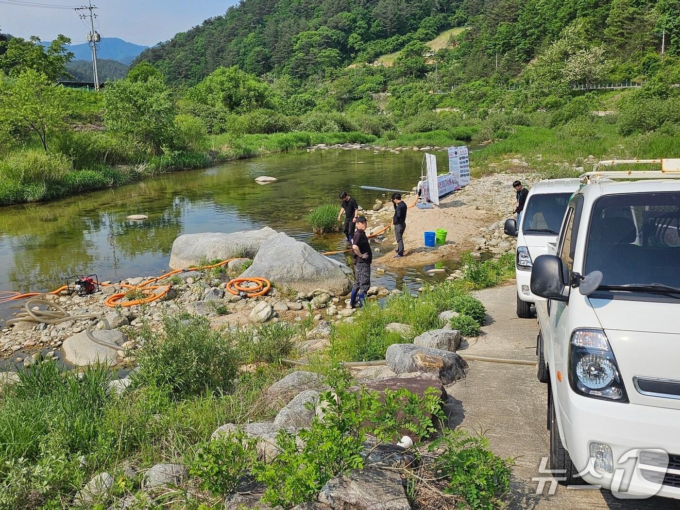 본문 이미지 - 26일 강원 인제군에서 토종어종 '미유기' 치어 방류하는 강원도.(강원도글로벌본부 제공, 재판매 및 DB 금지) 20205.5.26/뉴스1