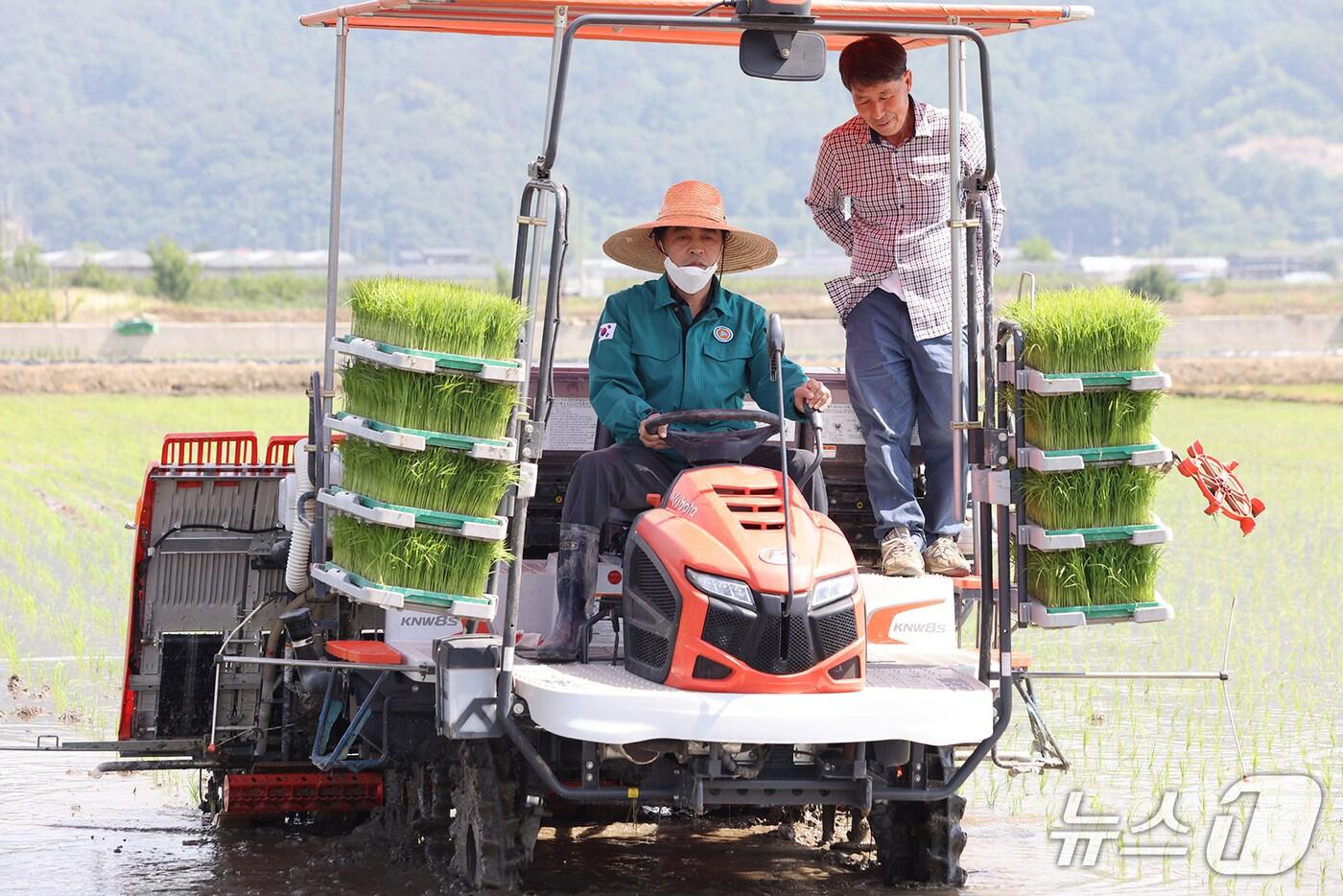26일 최재형 보은군수가 보은읍 학림리 논에서 벼 신품종을 모내기하고 있다.(보은군 제공. 재판매 및 DB금지) /뉴스1 