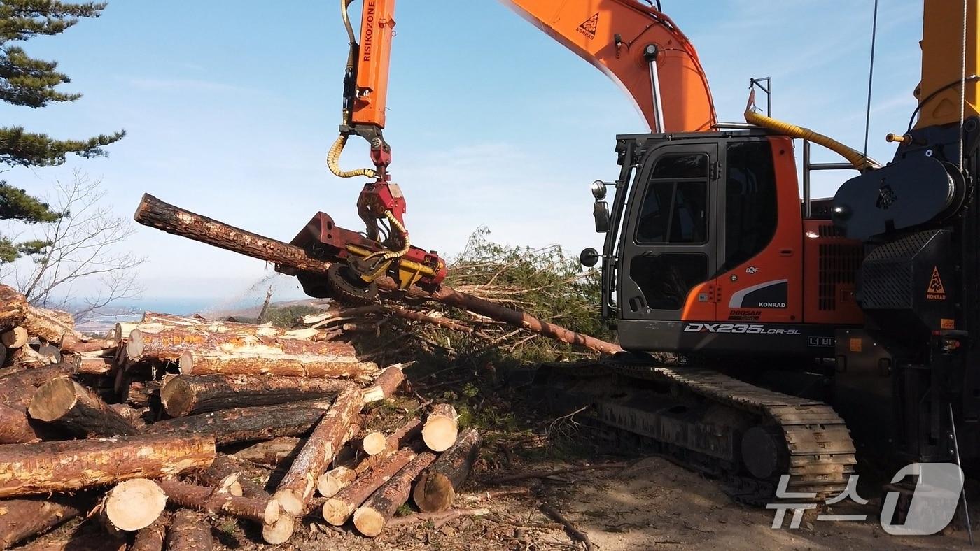 산불피해목 수집 현장 (산림청 국립산림과학원 제공.재판매 및 DB금지)/뉴스1