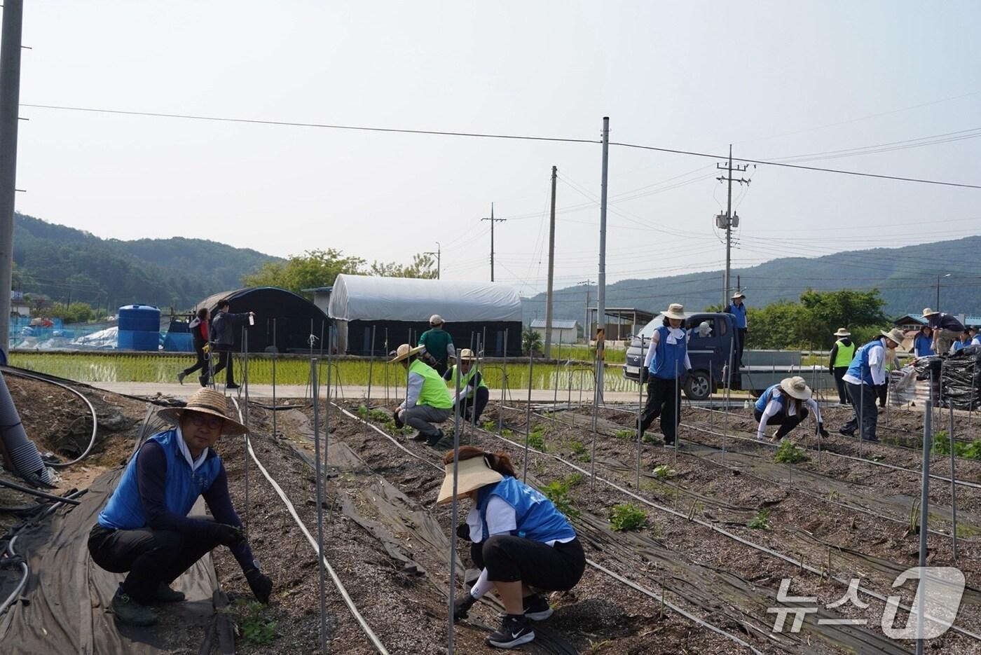 합동 농촌 일손 돕기.(농협 강원본부 제공. 재판매 및 DB금지)/뉴스1