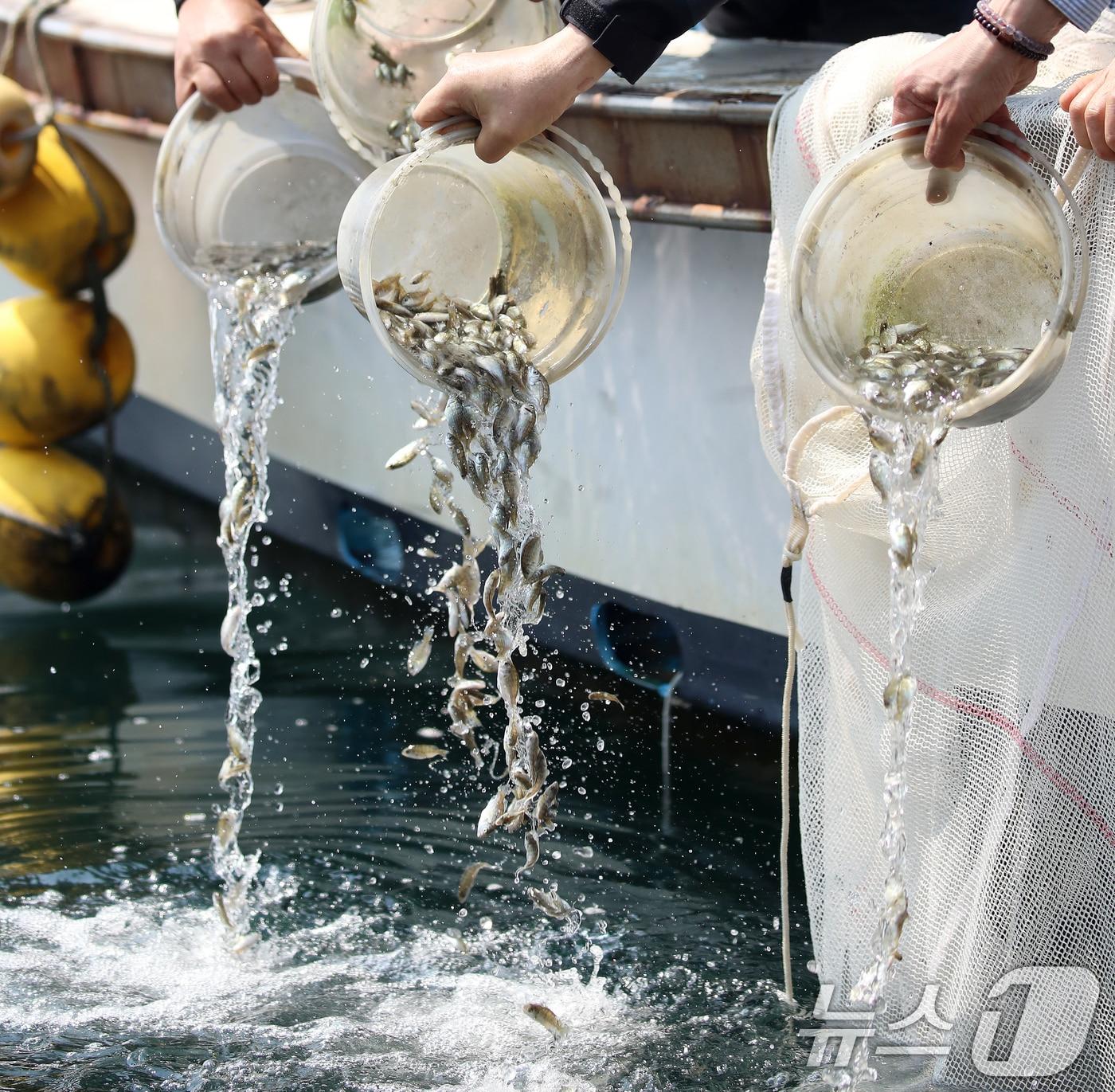 본문 이미지 - 치어 방류 모습.(사진은 기사 내용과 무관함) / 뉴스1