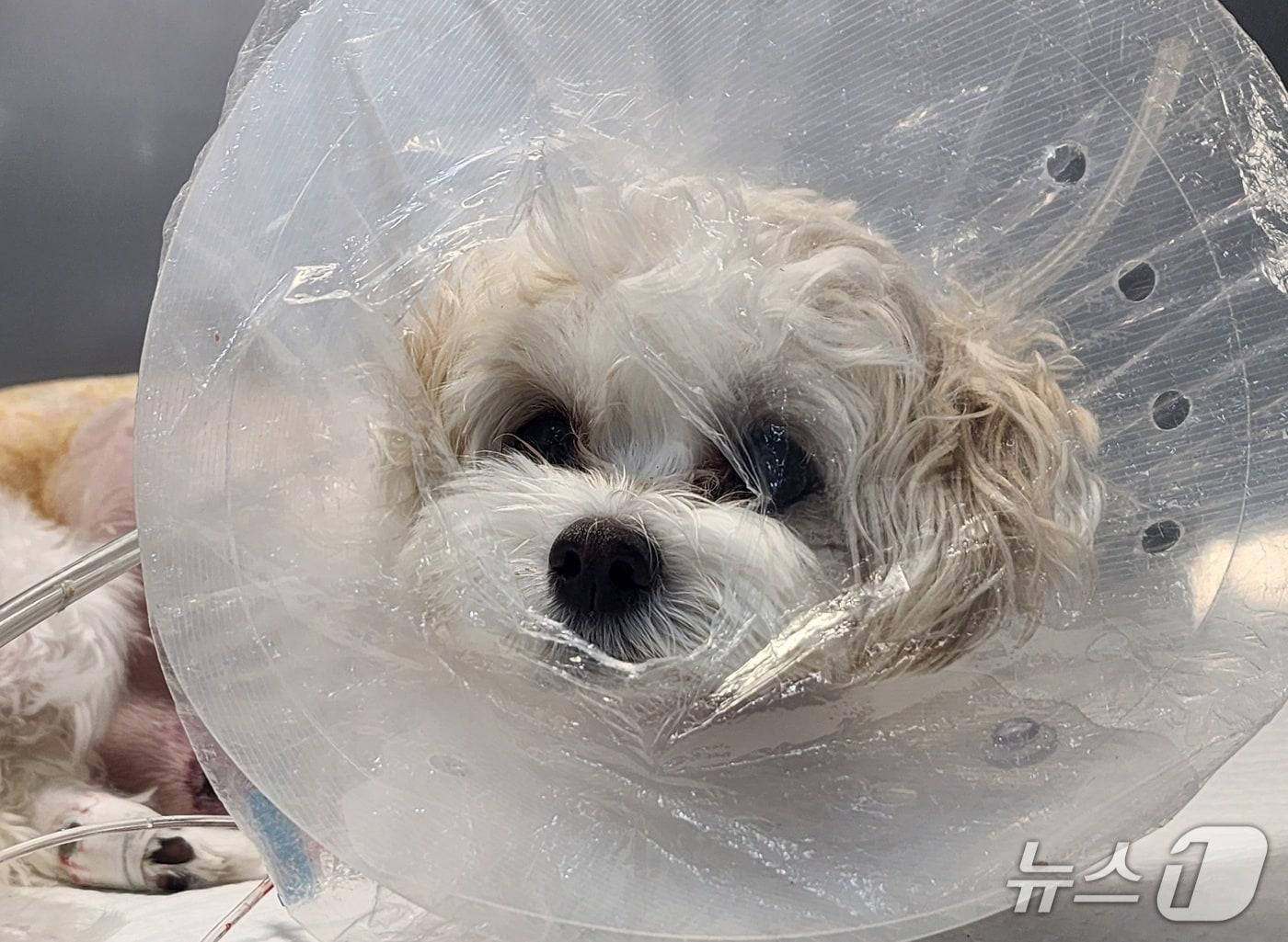 본문 이미지 - 넬동물의료센터에서 복합형 심실중격결손 교정 수술을 받은 반려견&#40;넬동물의료센터 제공&#41;. ⓒ 뉴스1