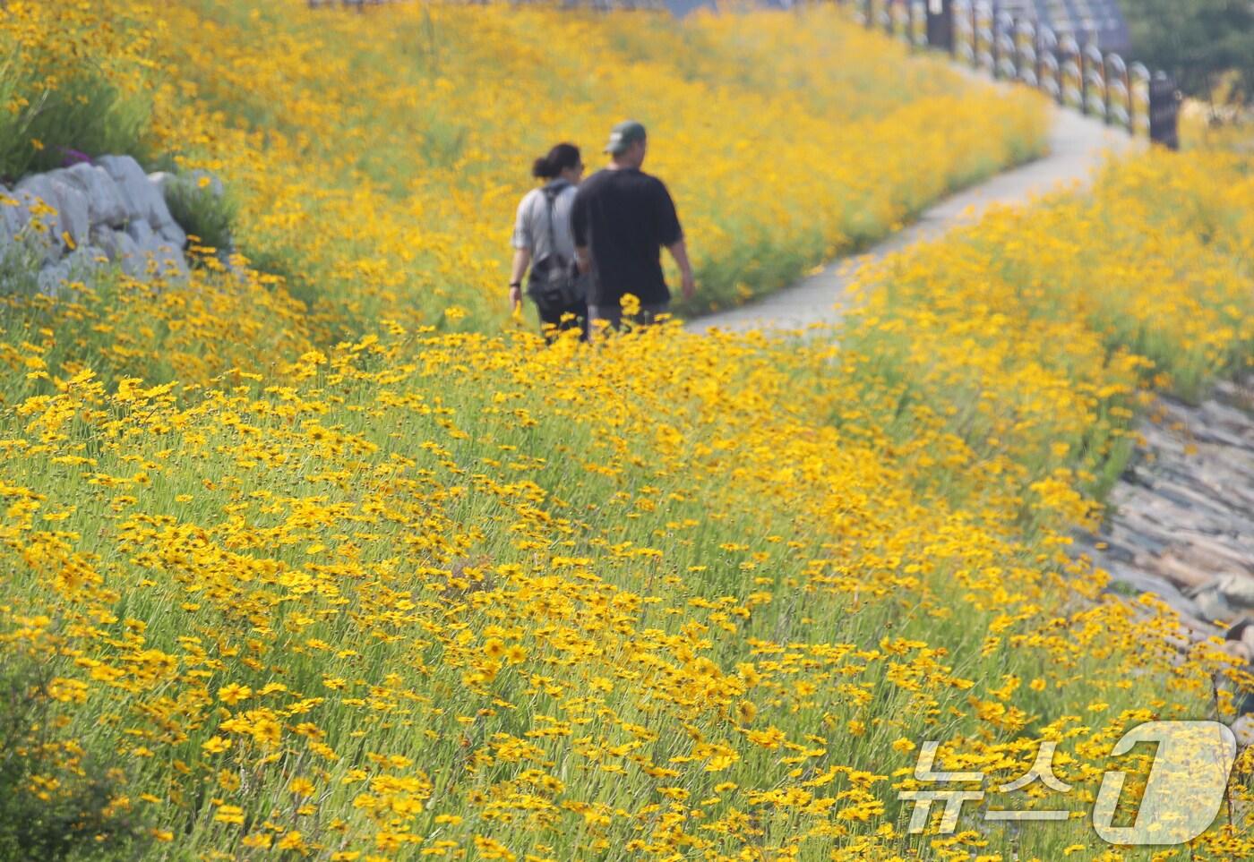 지난 27일 부산 사하구 고니나루쉼터 인근 해안가에 노란 금계국이 활짝 펴 시민들의 눈길을 사로잡고 있다. 2025.5.27/뉴스1 ⓒ News1 윤일지 기자