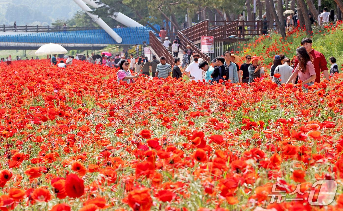 충북 괴산군은 지난 25일 막을 내린 &#39;2025 빨간맛페스티벌&#39; 후에도 양귀비꽃이 만개한 동진천변 일원에 방문객의 발길이 이어지고 있다.&#40;괴산군 제공, 재판매 및 DB금지&#41;/뉴스1