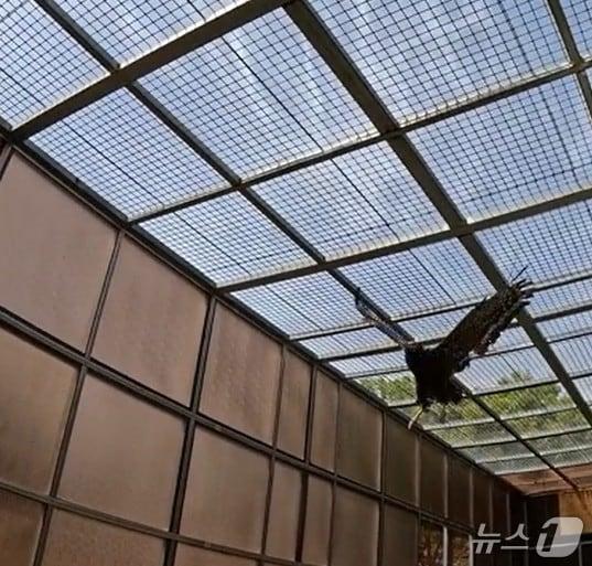 본문 이미지 - 관수리가 야외계류장에서 야외 환경 적응을 하고 있다.&#40;부산시청 제공. 재판매 및 DB 금지&#41;