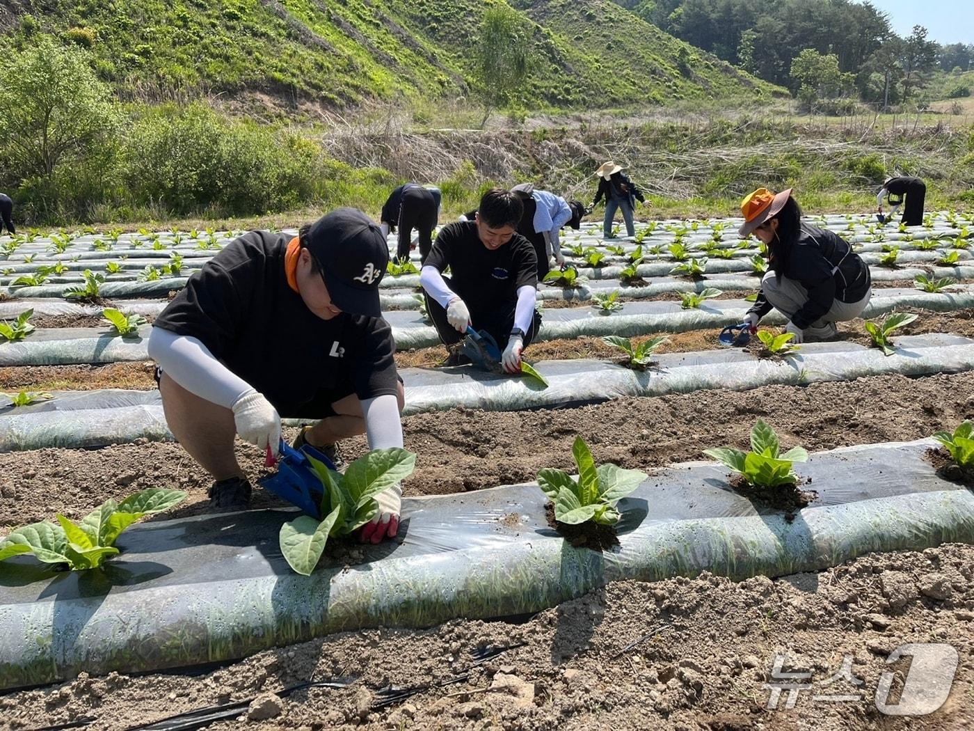 본문 이미지 - 지난해 농촌 일손돕기에 투입된 화천군청 직원들이 간동면에서 영농작업을 벌이고 있다.(화천군 제공, 재판매 및 DB금지)