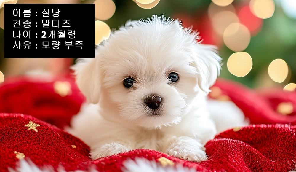 본문 이미지 - 최근 외모가 상품성이 없다는 이유로 강아지와 고양이를 무료 분양한다며 홍보하는 업체들이 늘고 있다(사진 이미지투데이). ⓒ 뉴스1