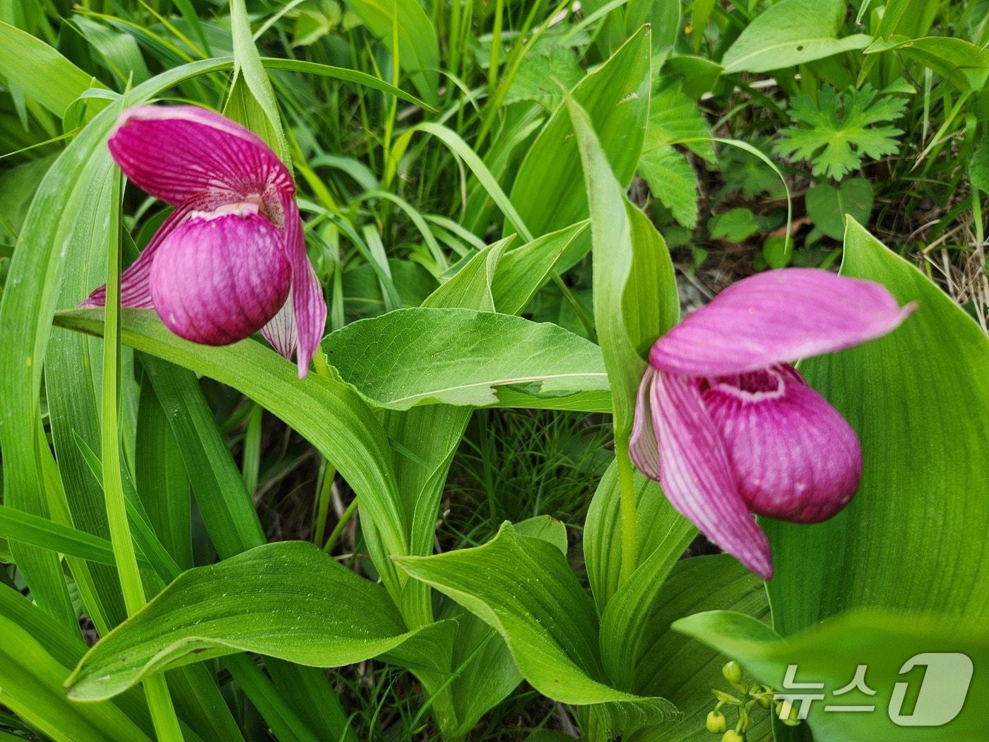 본문 이미지 -  소백산에서 개화한 멸종위기야생생물 2급 복주머니란.(소백산국립공원 제공. 재판매 및 DB금지)/뉴스1 