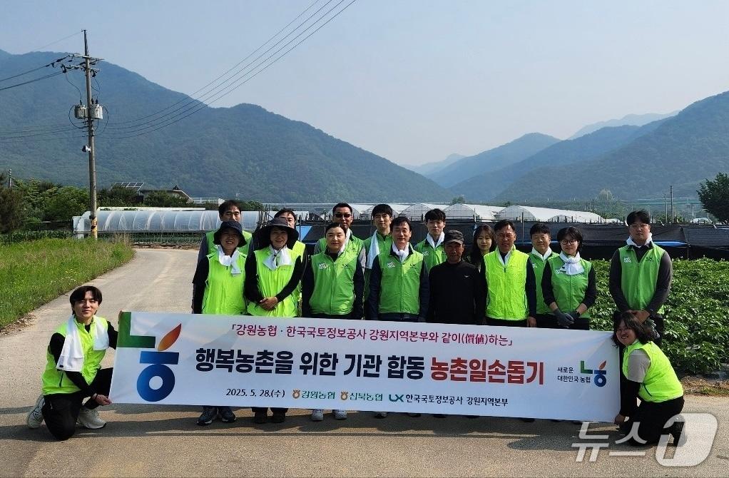 본문 이미지 - 기관 합동 농촌일손돕기.(농협 강원본부 제공. 재판매 및 DB금지)/뉴스1