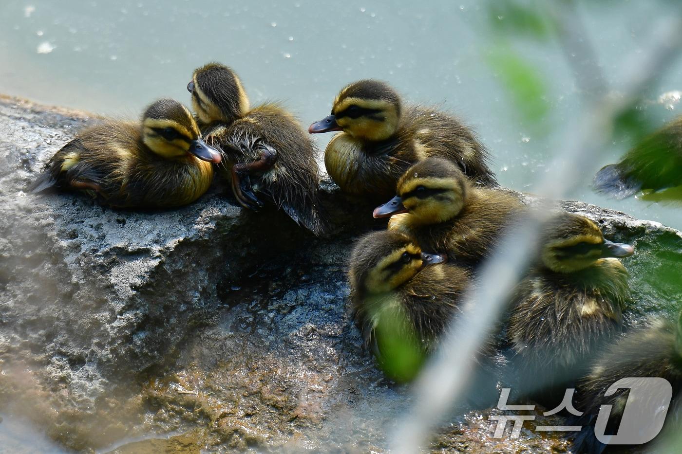 28일 오후 경북 포항시 남구 영일대 연못 바위에 흰뺨검둥오리 새끼들이 무리지어 앉아 있다. 2025.5.28/뉴스1 ⓒ News1 최창호 기자