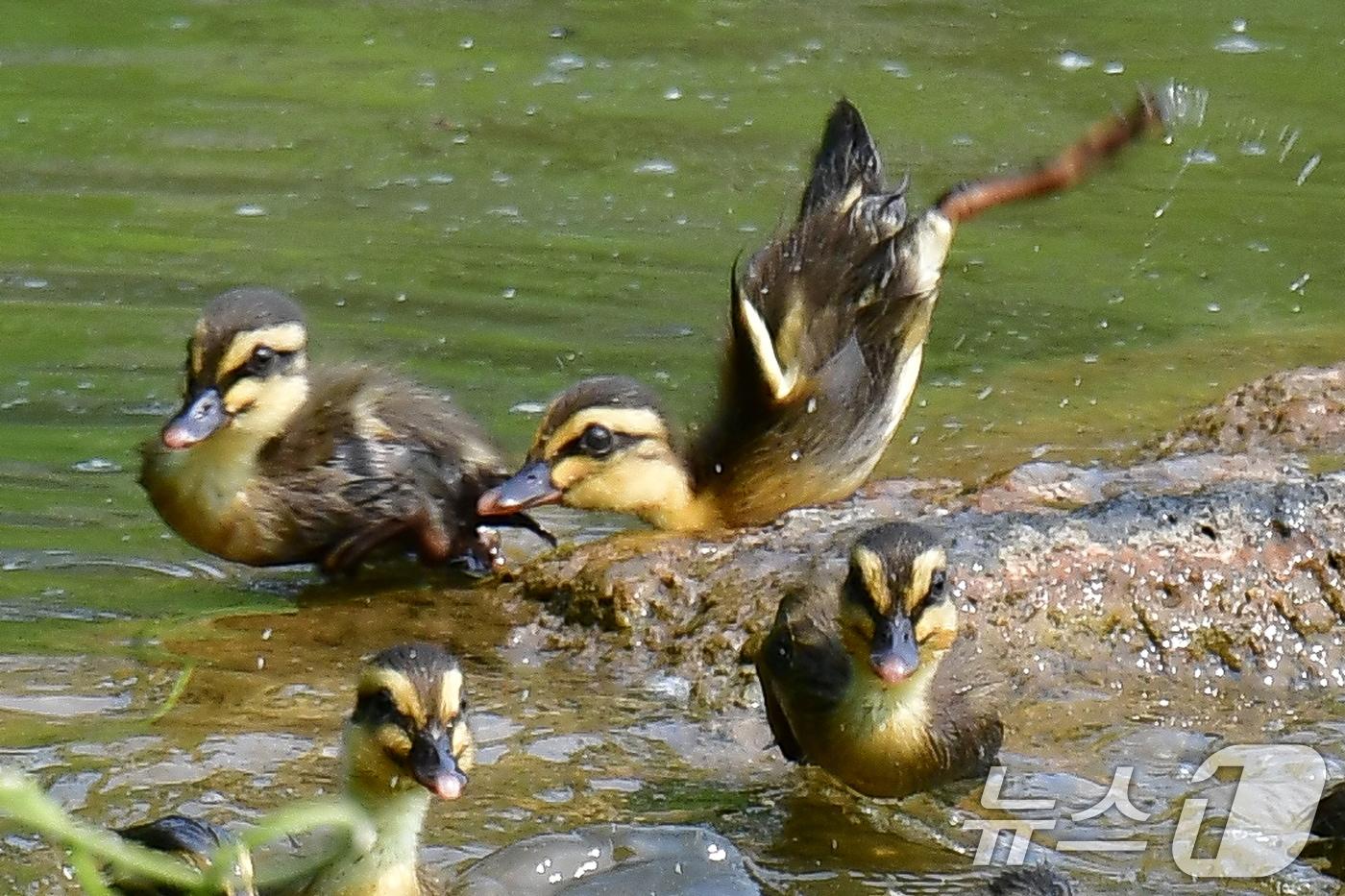 28일 오후 경북 포항시 남구 영일대 연못에서 흰뺨검둥오리 새끼들이 무리지어 다니고 있다. 2025.5.28/뉴스1 ⓒ News1 최창호 기자