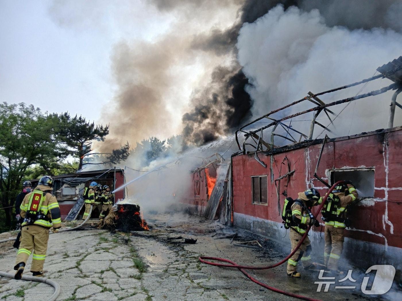 본문 이미지 - 28일 부산 사하구 구평동 개 사육장 추정 농장 화재 현장.(부산소방재난본부 제공. 재판매 및 DB 금지)