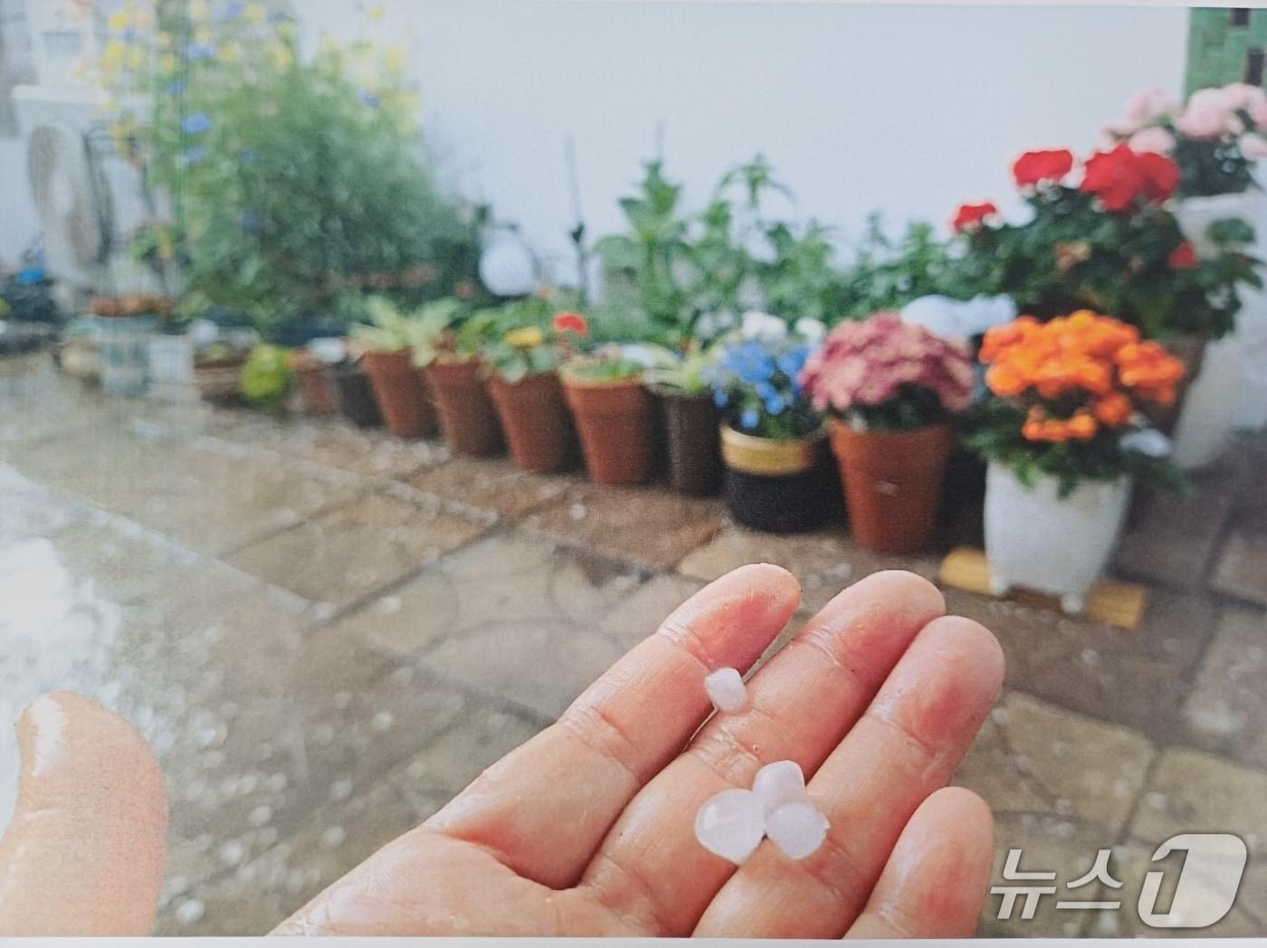 본문 이미지 - 음성에 내린 우박(청주기상지청 제공. 재판매 및 DB금지)