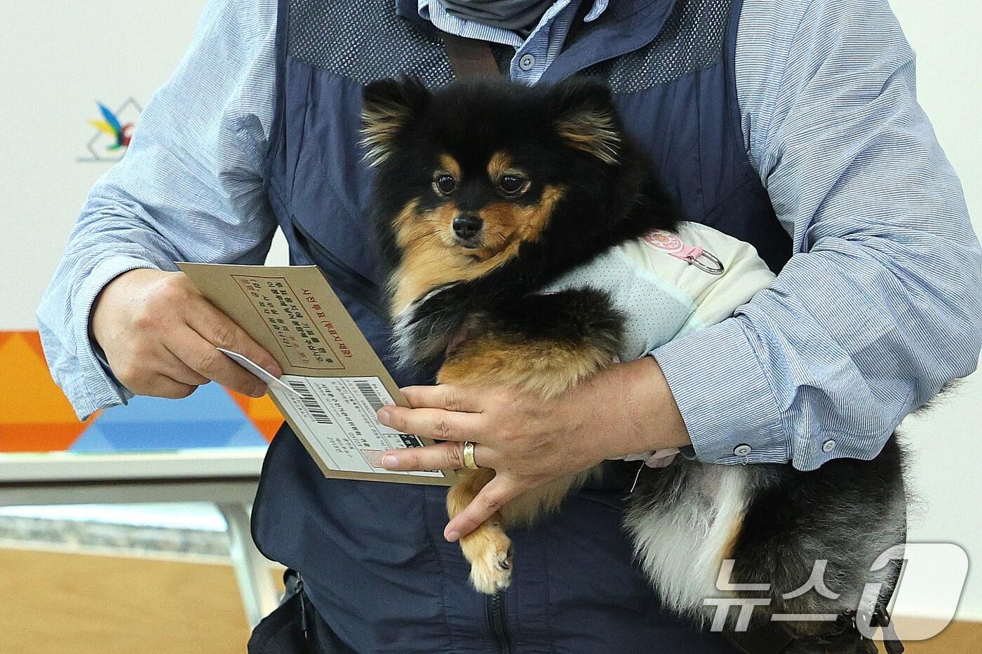 제21대 대통령 선거 사전 투표 첫날인 29일 오전 서울 중구 중림동주민센터에 마련된 사전투표소에서 한 유권자가 반려견과 함께 투표하고 있다. 2025.5.29/뉴스1 ⓒ News1 신웅수 기자