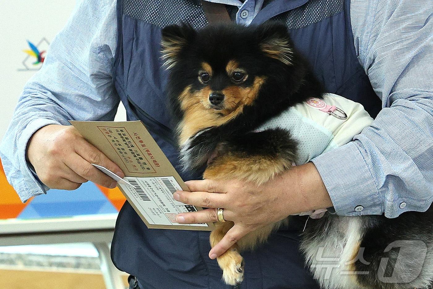제21대 대통령 선거 사전 투표 첫날인 29일 오전 서울 중구 중림동주민센터에 마련된 사전투표소에서 한 유권자가 반려견과 함께 투표하고 있다. 2025.5.29/뉴스1 ⓒ News1 신웅수 기자